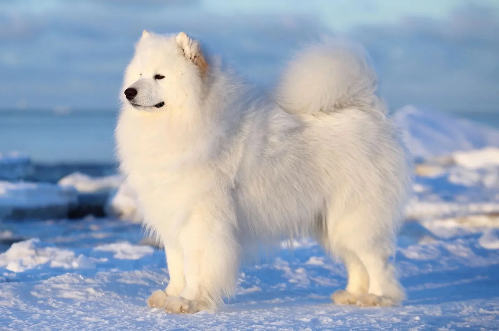Fluffy white Samoyed dog with a charming "Sammy smile"