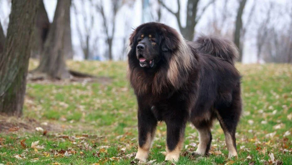 Powerful golden-brown Tibetan Mastiff standing majestically