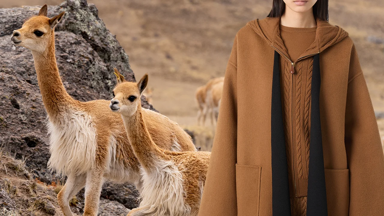Vicuña: The Most Expensive Fiber in the World