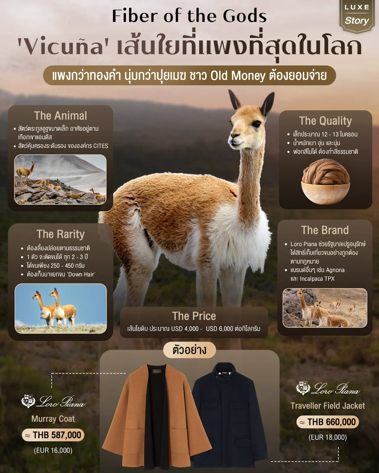 Fiber of the Gods: 'Vicuña' เส้นใยที่แพงที่สุดในโลก