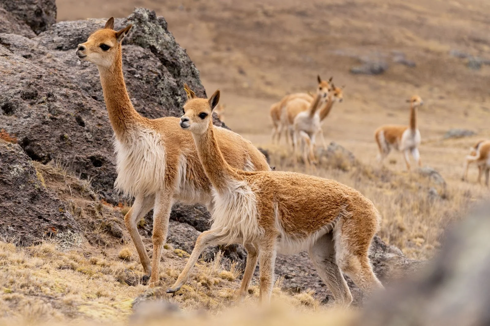 ตัววิคูญ่า (Vicuña) สัตว์ตระกูลอูฐบนเทือกเขาแอนดีสในเปรู